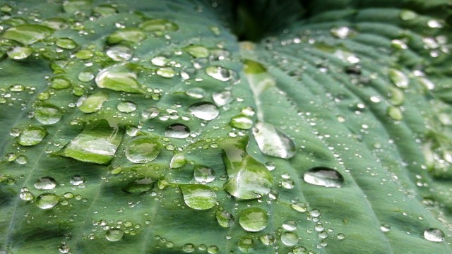 Watch Rain On Leaves Online