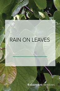 Rain On Leaves (short)
