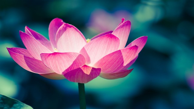 Watch One Hour of Gorgeous, Calming Nature Online