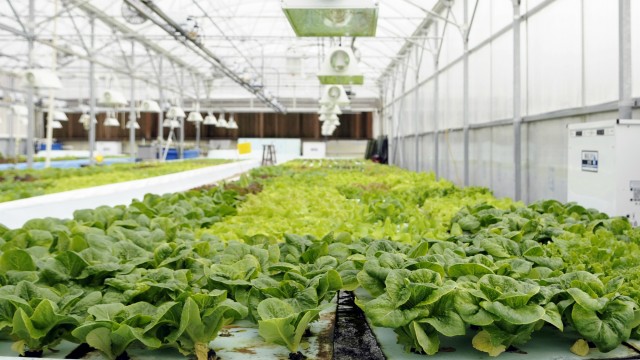 Watch Aquaponics Taking Roots - Stories from Wisconsin Online