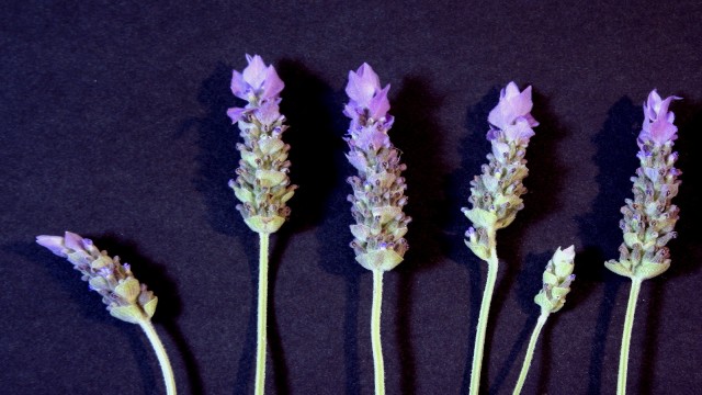 Watch Moments in Lavender Online