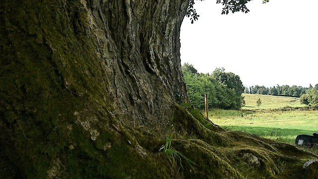 Watch Call of the Forest: The Forgotten Wisdom of Trees Online