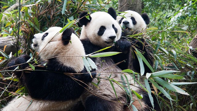 Watch Land of the Panda Online