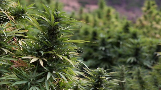 Watch Who's Getting Rich From Moroccan Hash? Online