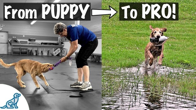 Watch Teach Your Golden Retriever To Fetch Online