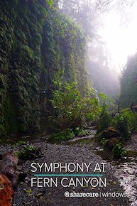 Symphony at Fern Canyon