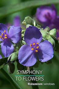 Symphony to Flowers