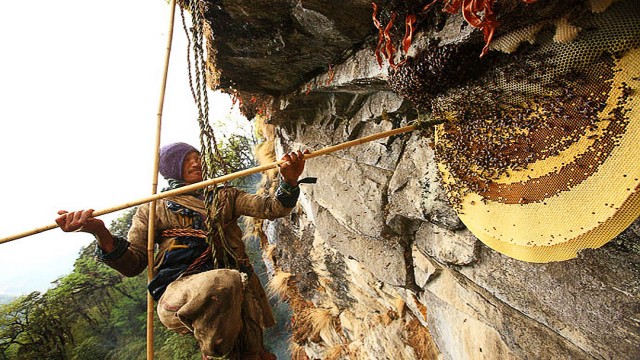 Watch Hallucinogen Honey Hunters Online