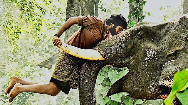 Watch Kumki Online