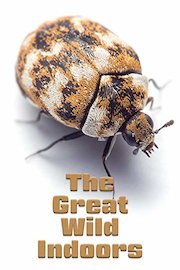 The Great Wild Indoors
