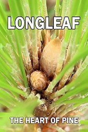 Longleaf: The Heart of Pine