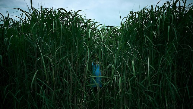 Watch In the Tall Grass Online