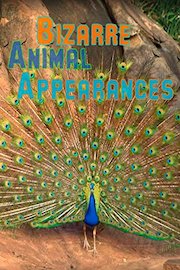 Bizarre Animal Appearances