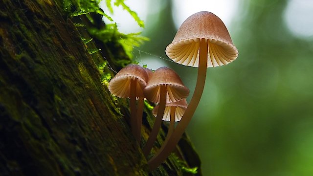 Watch Fantastic Fungi Online