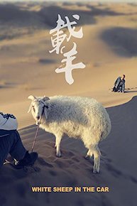 White Sheep in the Car