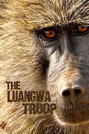 The Luangwa Troop