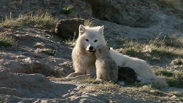 Watch White Wolves: Ghosts of the Arctic Online