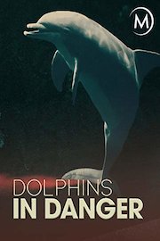 Dolphins in Danger