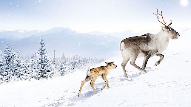 Watch A Reindeer's Journey Online