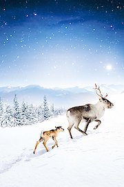 A Reindeer's Journey poster