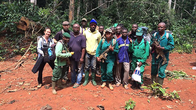 Watch Silent Forests Online