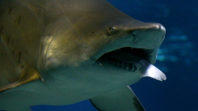 Watch Sharks: Visit the Depths of the Ocean and Swim with Sharks and Other Aquatic Life Online