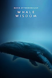 Whale Wisdom poster