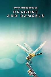 Dragons & Damsels poster