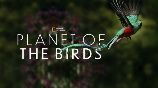 Watch Planet of the Birds Online