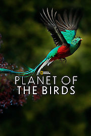Planet of the Birds