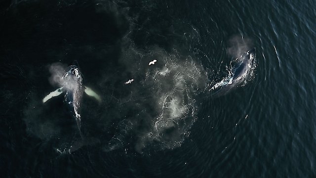 Watch The Whale and the Raven Online