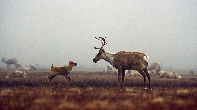 Watch Being Caribou Online