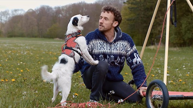 Watch The Flying Dog Online