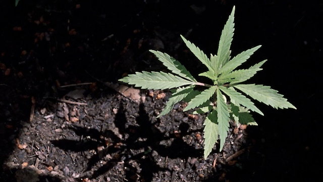 Watch Weed Online