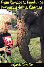 From Parrots to Elephants: Worldwide Animal Rescues