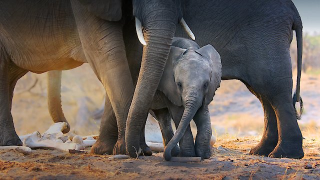 Watch Elephant Online