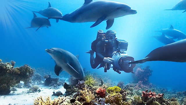 Watch Diving with Dolphins Online