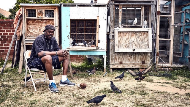 Watch Pigeon Kings Online