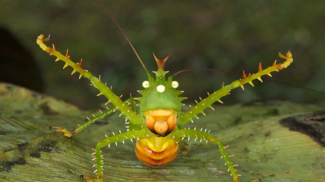 Watch Learning To See: The World Of Insects Online