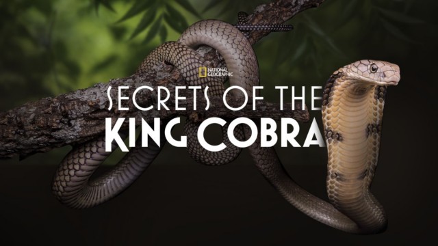 Watch Secrets of the King Cobra Online