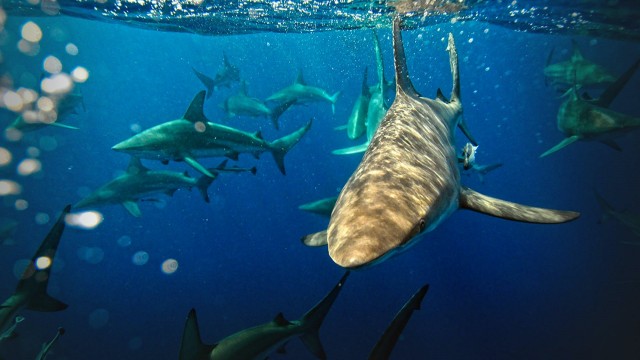 Watch Sharks of Lost Island Online