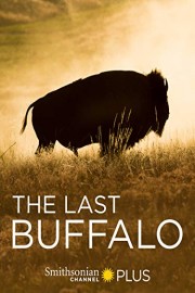 The Last Buffalo poster