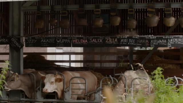 Watch Milk Online