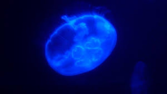Watch Hawaiian For Kids: Ocean Creatures Online