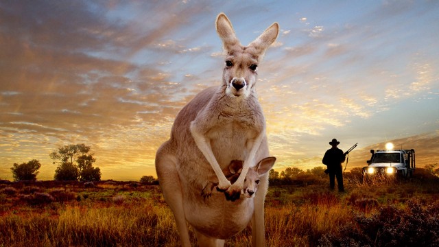 Watch Kangaroo: A Love-Hate Story Online