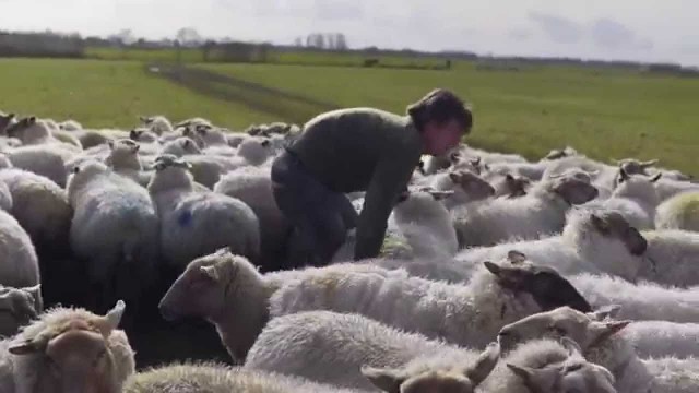 Watch Sheep Hero Online