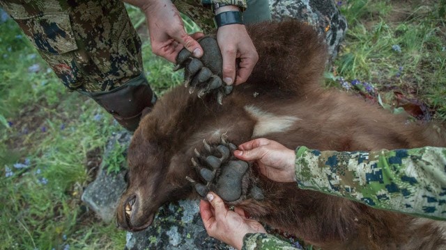 Watch Days And Minutes - A Montana Spring Bear Hunt Online