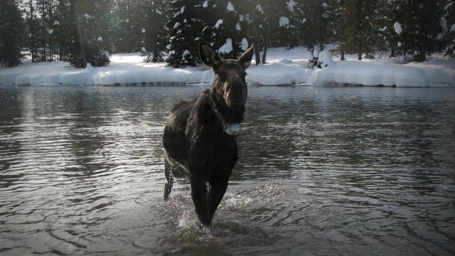 Watch America's Greatest Animals Online