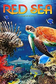 Red Sea poster