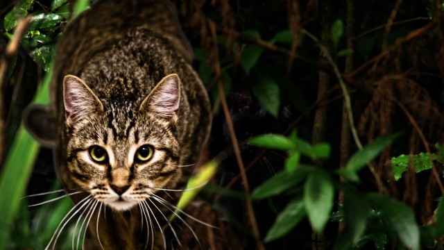 Watch Killer Kitty Online